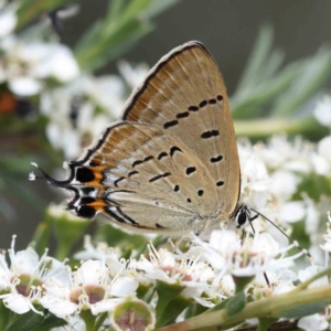 Jalmenus ictinus at Black Mountain - 15 Dec 2023