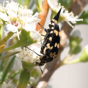 Hoshihananomia leucosticta at Black Mountain - 15 Dec 2023