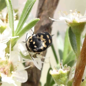 Hoshihananomia leucosticta at Black Mountain - 15 Dec 2023