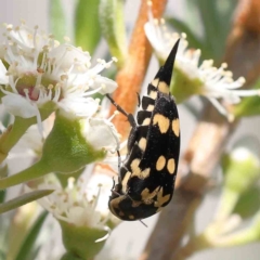 Hoshihananomia leucosticta at Black Mountain - 15 Dec 2023