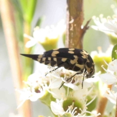 Hoshihananomia leucosticta at Black Mountain - 15 Dec 2023