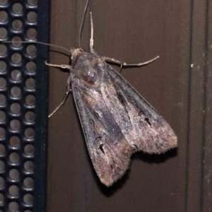 Agrotis munda at Turner, ACT - 15 Dec 2023