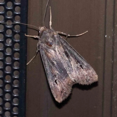 Agrotis munda (Brown Cutworm) at Turner, ACT - 15 Dec 2023 by ConBoekel