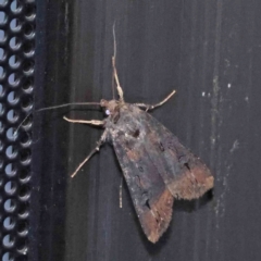 Agrotis munda at Turner, ACT - 15 Dec 2023