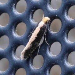 Monopis crocicapitella (Bird Nest Moth) at Turner, ACT - 17 Dec 2023 by ConBoekel