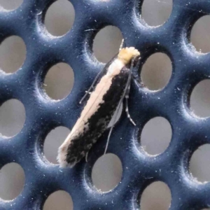 Monopis crocicapitella at Turner, ACT - 17 Dec 2023 10:02 PM