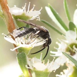 Tiphiidae (family) at Black Mountain - 15 Dec 2023