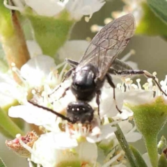 Tiphiidae (family) at Black Mountain - 15 Dec 2023