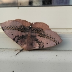 Anthela varia (Hairy Mary) at Yass River, NSW - 3 Jan 2024 by 120Acres