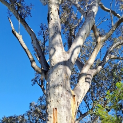 Eucalyptus rossii (Inland Scribbly Gum) at Fadden, ACT - 20 Jan 2024 by Berno