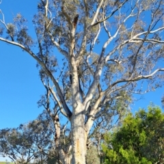 Eucalyptus rossii at Wanniassa Hill - 21 Jan 2024 08:40 AM