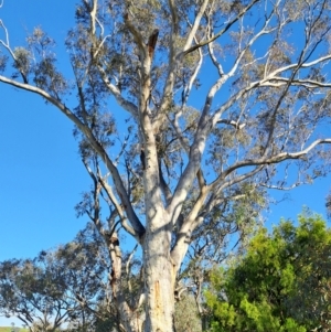 Eucalyptus rossii at Wanniassa Hill - 21 Jan 2024