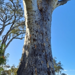 Eucalyptus rossii at Wanniassa Hill - 21 Jan 2024