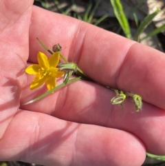 Hypoxis hygrometrica var. villosisepala (Golden Weather-grass) at Wanniassa Hill - 21 Jan 2024 by BenHarvey