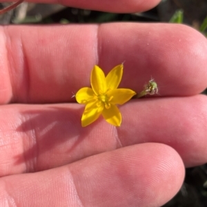 Hypoxis hygrometrica var. villosisepala at Wanniassa Hill - 21 Jan 2024 08:51 AM