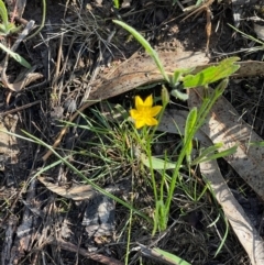 Hypoxis hygrometrica var. villosisepala at Wanniassa Hill - 21 Jan 2024