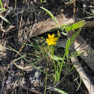 Hypoxis hygrometrica var. villosisepala at Wanniassa Hill - 21 Jan 2024 08:51 AM