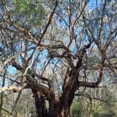 Eucalyptus nortonii (Mealy Bundy) at Fadden, ACT - 20 Jan 2024 by Berno