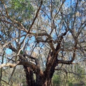 Eucalyptus nortonii at Fadden, ACT - 21 Jan 2024