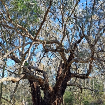 Eucalyptus nortonii (Mealy Bundy) at Fadden, ACT - 20 Jan 2024 by Berno