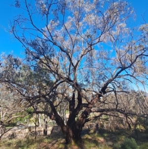 Eucalyptus nortonii at Fadden, ACT - 21 Jan 2024