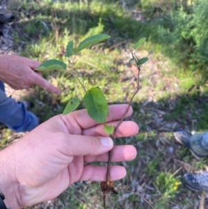 Malus sp. at Wanniassa Hill - 21 Jan 2024