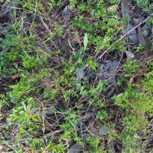 Gonocarpus tetragynus at Wanniassa Hill - 21 Jan 2024