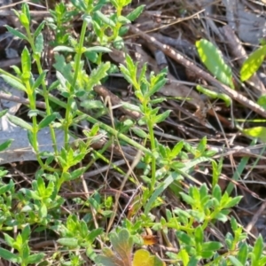 Gonocarpus tetragynus at Wanniassa Hill - 21 Jan 2024