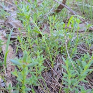 Gonocarpus tetragynus at Wanniassa Hill - 21 Jan 2024