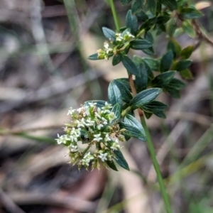 Platysace lanceolata at Woollamia, NSW - 20 Jan 2024 03:01 PM