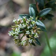 Platysace lanceolata at Woollamia, NSW - 20 Jan 2024