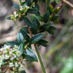 Platysace lanceolata at Woollamia, NSW - 20 Jan 2024 03:01 PM