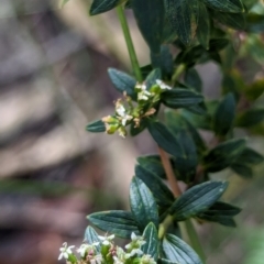 Platysace lanceolata at Woollamia, NSW - 20 Jan 2024 03:01 PM