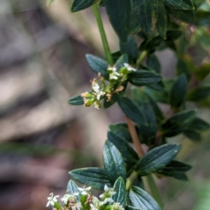 Platysace lanceolata at Woollamia, NSW - 20 Jan 2024 03:01 PM