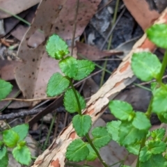 Gonocarpus sp. at Woollamia, NSW - 20 Jan 2024 by AniseStar