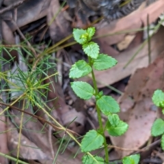 Gonocarpus sp. at Woollamia, NSW - 20 Jan 2024