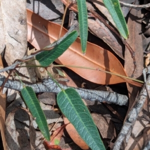 Hardenbergia violacea at Woollamia, NSW - 20 Jan 2024 02:57 PM