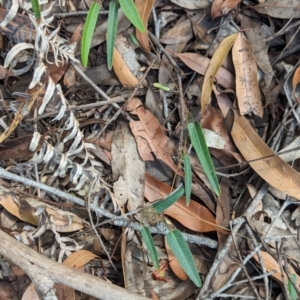 Hardenbergia violacea at Woollamia, NSW - 20 Jan 2024