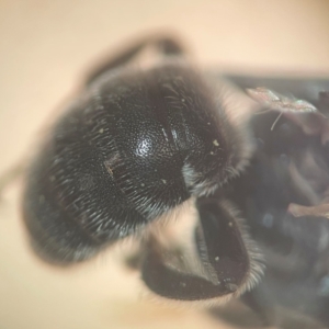 Lipotriches (Austronomia) sp. (genus & subgenus) at Sydney, NSW - 16 Jan 2024