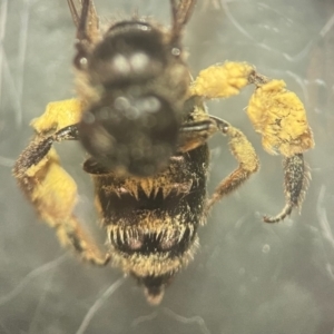 Leioproctus sp. (genus) at Lidcombe, NSW - 17 Jan 2024 02:20 PM