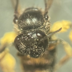 Leioproctus sp. (genus) at Lidcombe, NSW - 17 Jan 2024