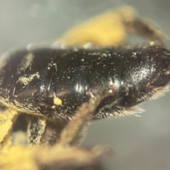 Leioproctus sp. (genus) at Lidcombe, NSW - 17 Jan 2024