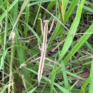 Tenodera australasiae at Kangaroo Valley, NSW - 20 Jan 2024