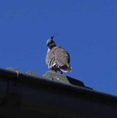 Ocyphaps lophotes (Crested Pigeon) at Lyons, ACT - 20 Jan 2024 by ran452