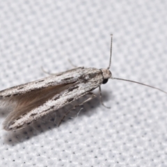 Thiotricha anticentra (A Twirler moth (Thiotrichinae)) at Jerrabomberra, NSW - 19 Jan 2024 by DianneClarke