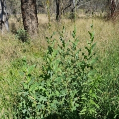 Lactuca serriola (Prickly Lettuce) at Isaacs Ridge and Nearby - 20 Jan 2024 by Mike