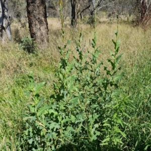 Lactuca serriola at Isaacs Ridge and Nearby - 21 Jan 2024 10:22 AM