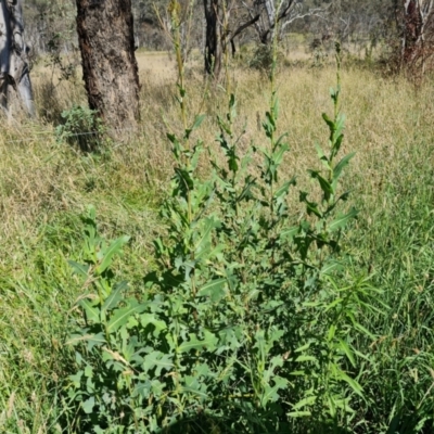 Lactuca serriola (Prickly Lettuce) at Isaacs Ridge Offset Area - 20 Jan 2024 by Mike