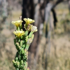 Lactuca serriola at Isaacs Ridge and Nearby - 21 Jan 2024 10:22 AM