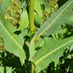 Lactuca serriola at Isaacs Ridge and Nearby - 21 Jan 2024